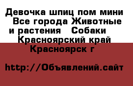 Девочка шпиц пом мини - Все города Животные и растения » Собаки   . Красноярский край,Красноярск г.